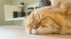 「睡眠負債」が招きかねない4つの致命的ミス