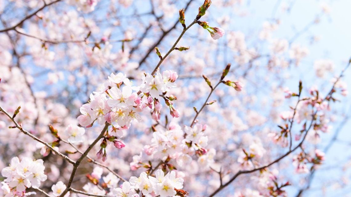この春、紀三井寺の桜を見よう！