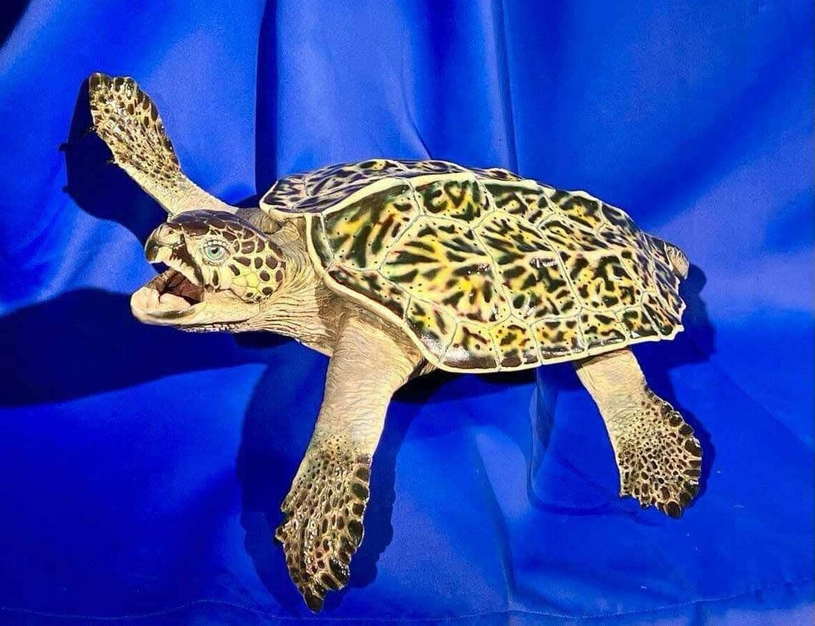 化石 パナソニック 宇都宮聡