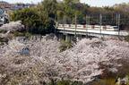 桜が満開の武蔵野線を行く185系