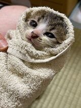 「社内でお猫の世話をし、体調が思わしくない猫は看病した」という