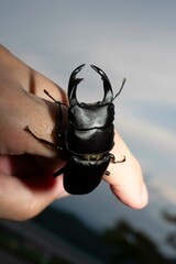 オオクワガタ