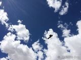  空に舞う大きな鳥