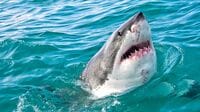 実は警戒心が強い｢サメ｣が人を襲う意外な理由