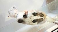"猫専門"建築士が教える"猫が本当に喜ぶ家"とは