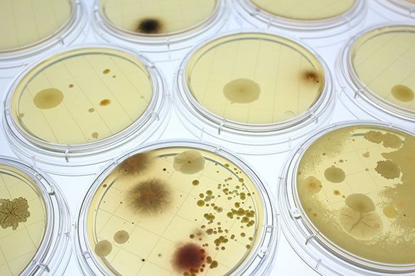 へそ の真実をどれぐらい知っていますか 蘊蓄の箪笥 100章 東洋経済オンライン 社会をよくする経済ニュース へそ の真実をどれぐらい知っていますか 蘊蓄の箪笥 100章 東洋経済オンライン 社会をよくする経済ニュース