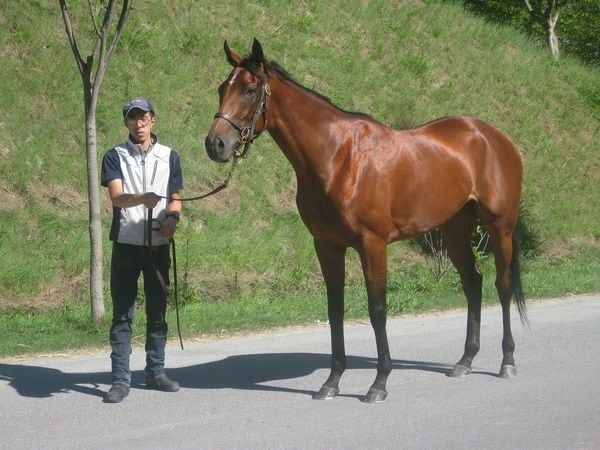 秋競馬 アーモンドアイ は牝馬3冠なるか 今さら聞けない競馬のキホン 東洋経済オンライン 経済ニュースの新基準