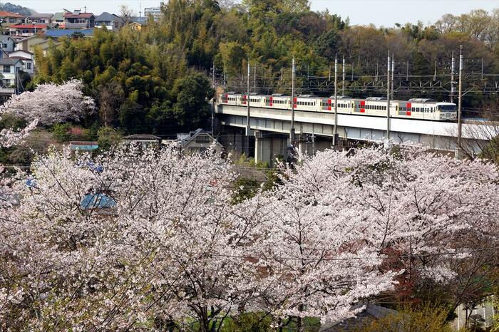 桜が満開の武蔵野線を行く185系
