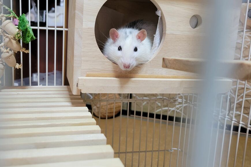 ファンシーラット