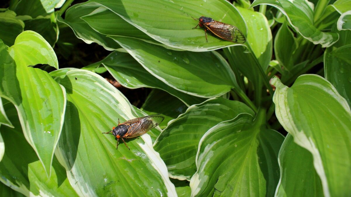 東大生解説､米｢221年ぶりセミ大量発生｣驚く真相 1兆匹との予測も
