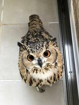 ちなみに、頭部に耳のような羽角（うかく）がある種をミミズクと呼ぶ。羽角があってもなくてもフクロウの仲間（写真提供：ゲンさん）
