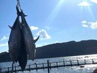 天然クロマグロ漁獲枠拡大やエサ代高など逆風に　DX活用で「養殖マグロ事業を伸ばす」双日の挑戦　
