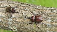 カブトムシの｢大きさ｣あんなにも差が出る理由 成虫の大きさのカギをにぎる幼虫時の過ごし方