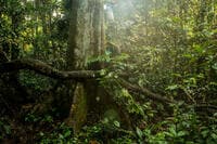 2050年のネットゼロ達成にも不可欠となる森林破壊ゼロ。今こそ知っておきたい｢ネイチャーポジティブ｣②