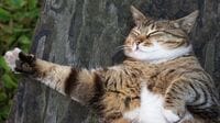 猫に本気で学びたい！｢爆睡､快眠する｣技術 ｢眠りの達人｣が教える4つのポイントは？