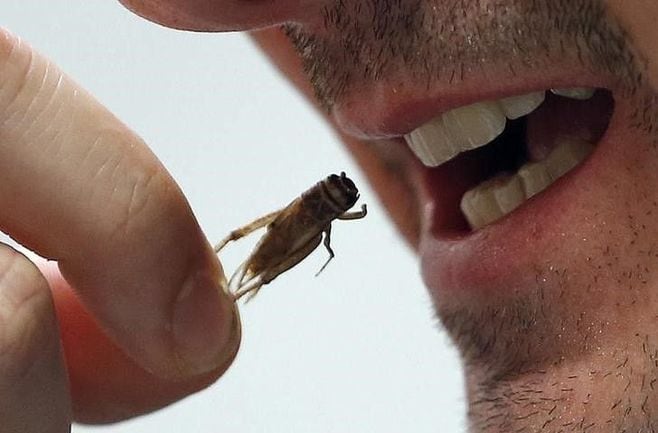 イエバエとコオロギは安全で栄養たっぷり