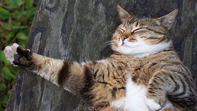 猫に本気で学びたい！｢爆睡､快眠する｣技術