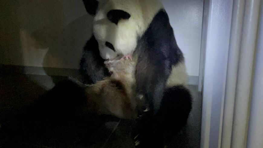 赤ちゃんを抱えるシンシン（写真：公益財団法人東京動物園協会提供）