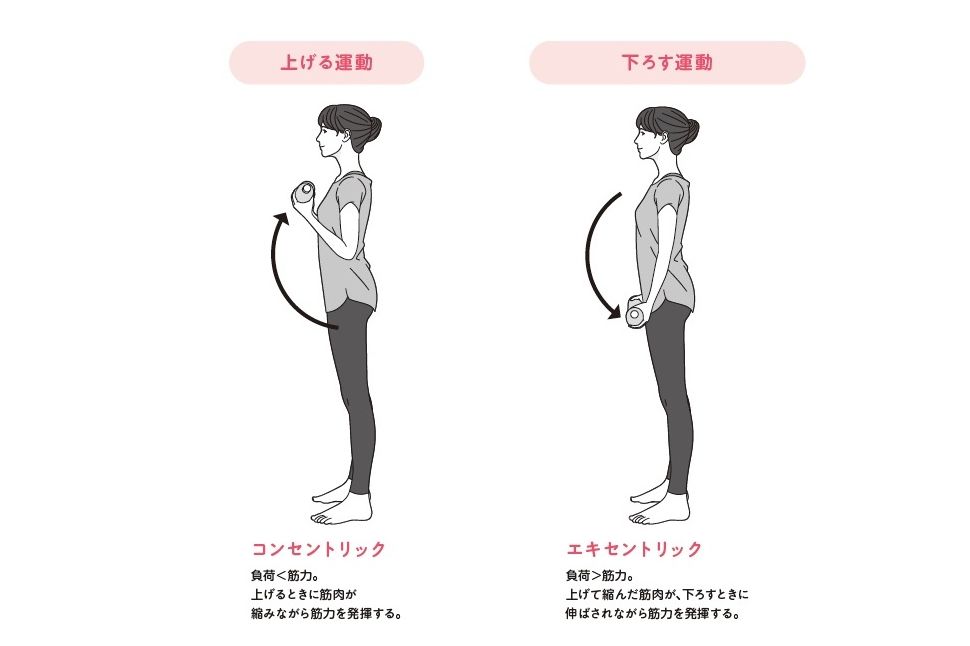 コンセントリックな収縮とエキセントリックな収縮（イラスト：『眠れなくなるほど面白い 図解 筋肉の話』〈坂詰真二著・日本文芸社〉より）