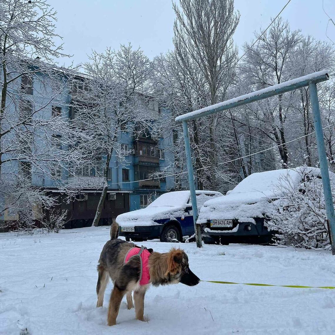 筆者が暮らしているアパート。 毎朝、車のガラスに張り付いた雪や氷を取り除く作業に追われる。2月1日 ザポリージャ市(写真:筆者撮影)