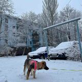 筆者が暮らしているアパート。 毎朝、車のガラスに張り付いた雪や氷を取り除く作業に追われる。2月1日 ザポリージャ市（写真：筆者撮影）