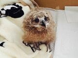 家に来たばかりのガルー。当時は段ボールの中で飼育し、寝るときは寝室にも連れて行った（写真提供：ゲンさん）