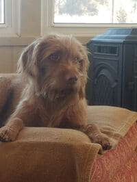 州知事選､犬を出馬申請した飼い主の言い分 カンザス州当局は申請を却下