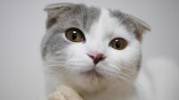 垂れ耳猫のスコフォはこの世から消えるのか 実は軟骨異常､動物愛護団体から残酷との声