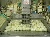大量の玉ねぎ（写真：石井食品提供）