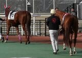 レース前にパドックを歩く出場馬たち。一歩歩くごとにお尻の筋肉がキュッと引き締まる（筆者撮影）