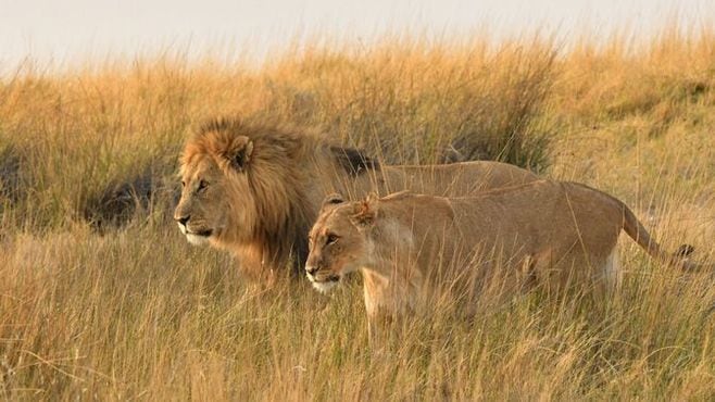 アフリカで｢ライオン｣が激減している真因
