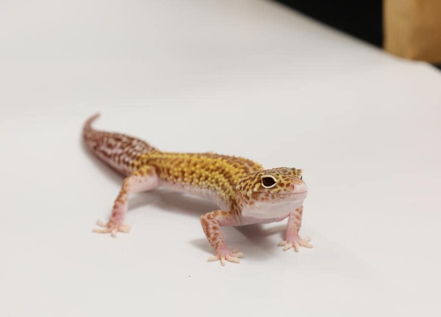 ヒョウモントカゲモドキ（スノーラプター）②（撮影：尾形文繁／撮影協力：LUCK UP Reptiles）