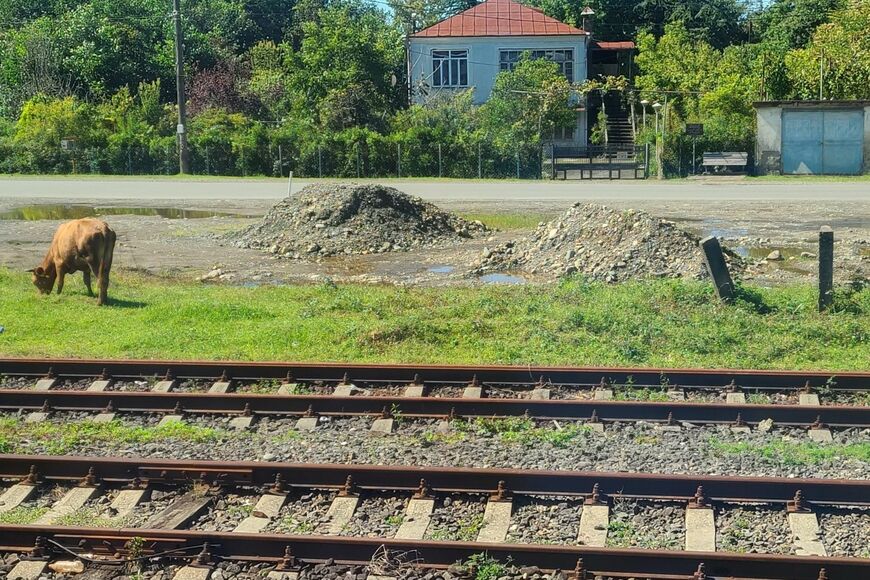  黒海沿岸の都市バトゥミへ向かう鉄道の沿線風景。線路脇で放牧された牛が草をはんでいた（筆者撮影）