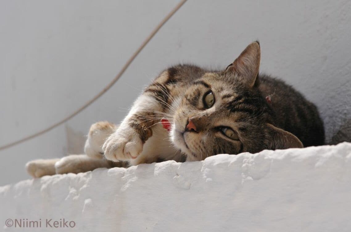 日差しが強いので日陰に入って反射光で日光浴