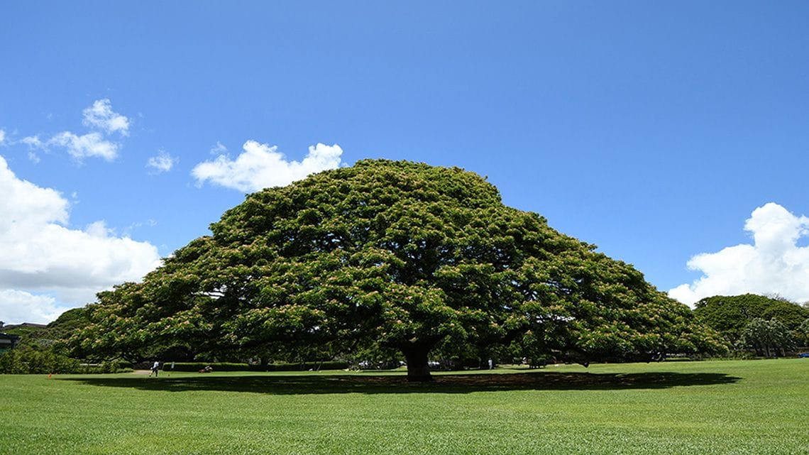 ハワイにあるモンキーポッドの木