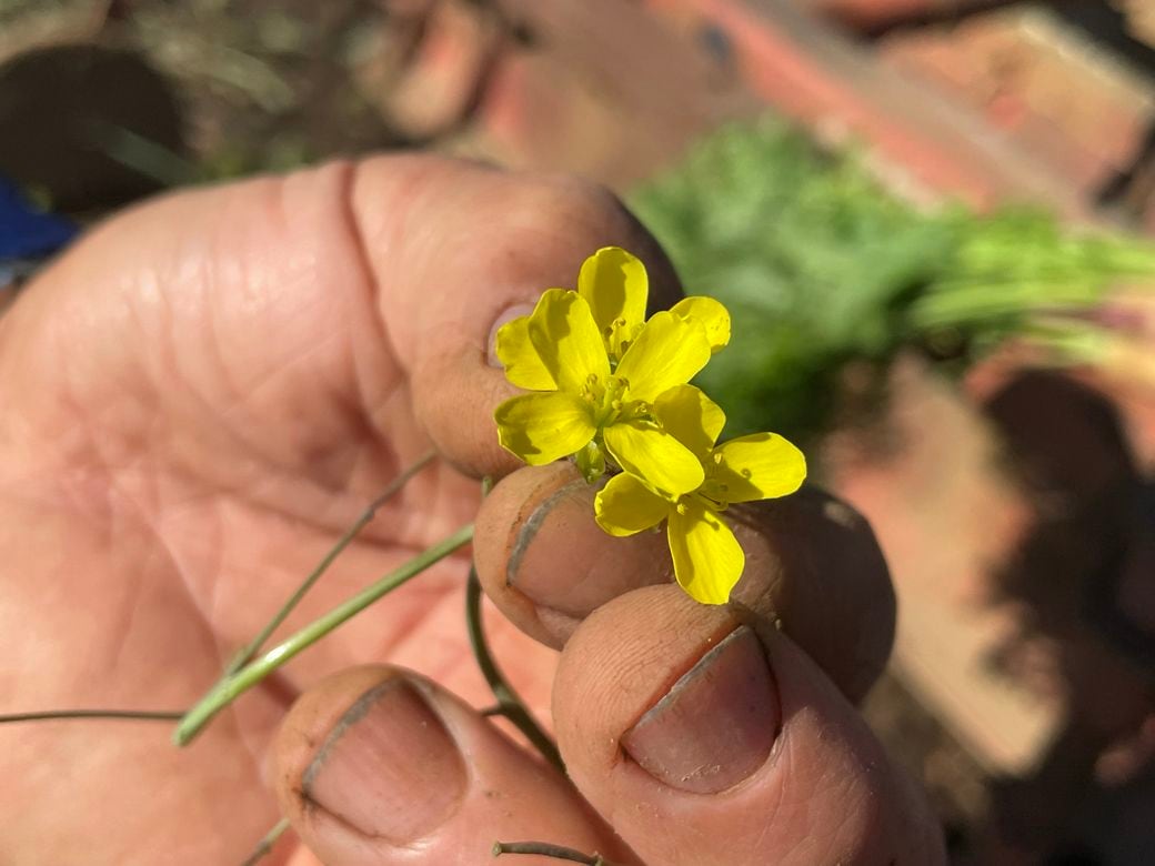 小さな一輪でも存在感を発揮するルッコラ・セルバチコの花（写真：筆者提供）