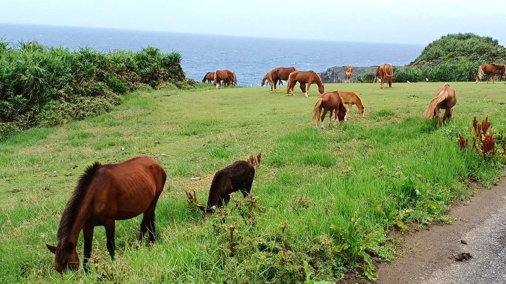 与那国島の東部にある放牧地帯。この近くにミサイル部隊が配備される（写真：筆者撮影）