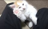 自宅にやってきたばかり、生後2ヵ月のノルウェージャンフォレストキャット（写真提供：やすさん）