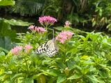 温室の中には花の蜜を吸うオオゴマダラの姿が。オオゴマダラは沖縄県の蝶に指定されている（編集部撮影）