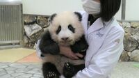 和歌山｢赤ちゃんパンダ誕生｣5つの異例な事情 コロナ禍でさまざまな困難が立ちはだかった