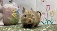 ハムスターと全然違う！知能高すぎデグーの正体