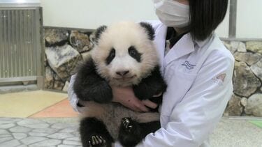 和歌山｢赤ちゃんパンダ誕生｣5つの異例な事情 コロナ禍でさまざまな困難