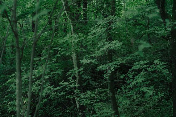 緑が美しい森