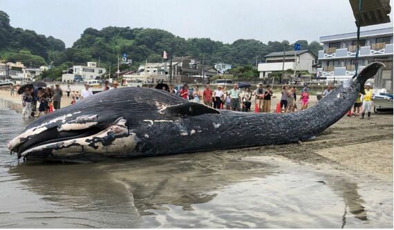 鎌倉市由比ヶ浜に打ち上げられた赤ちゃんクジラ