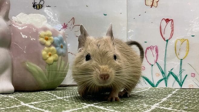 ハムスターと全然違う！知能高すぎデグーの正体
