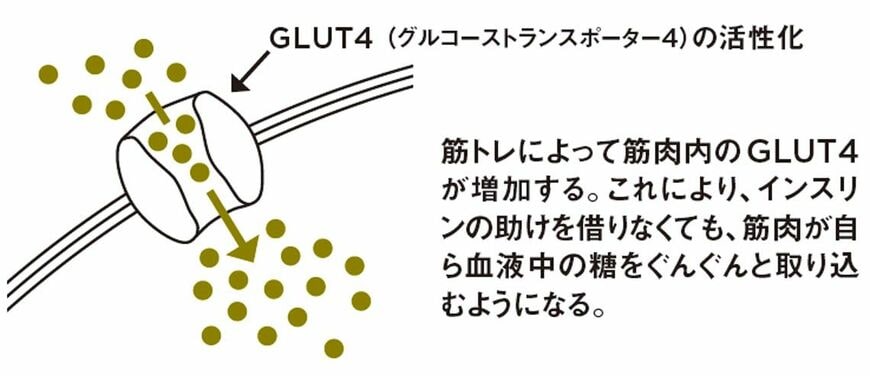 GLUT4（グルコーストランスポーター4）の活性化