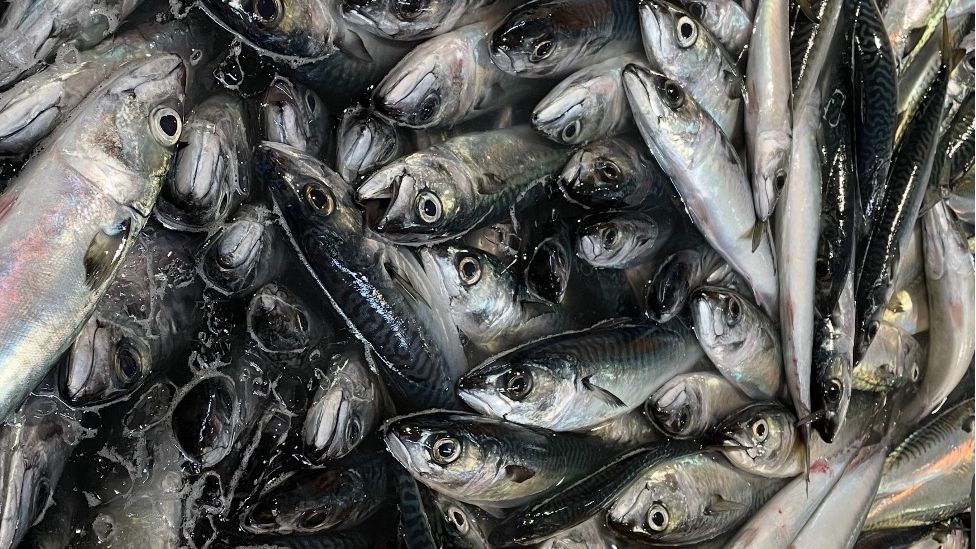 マサバ（写真：筆者提供）