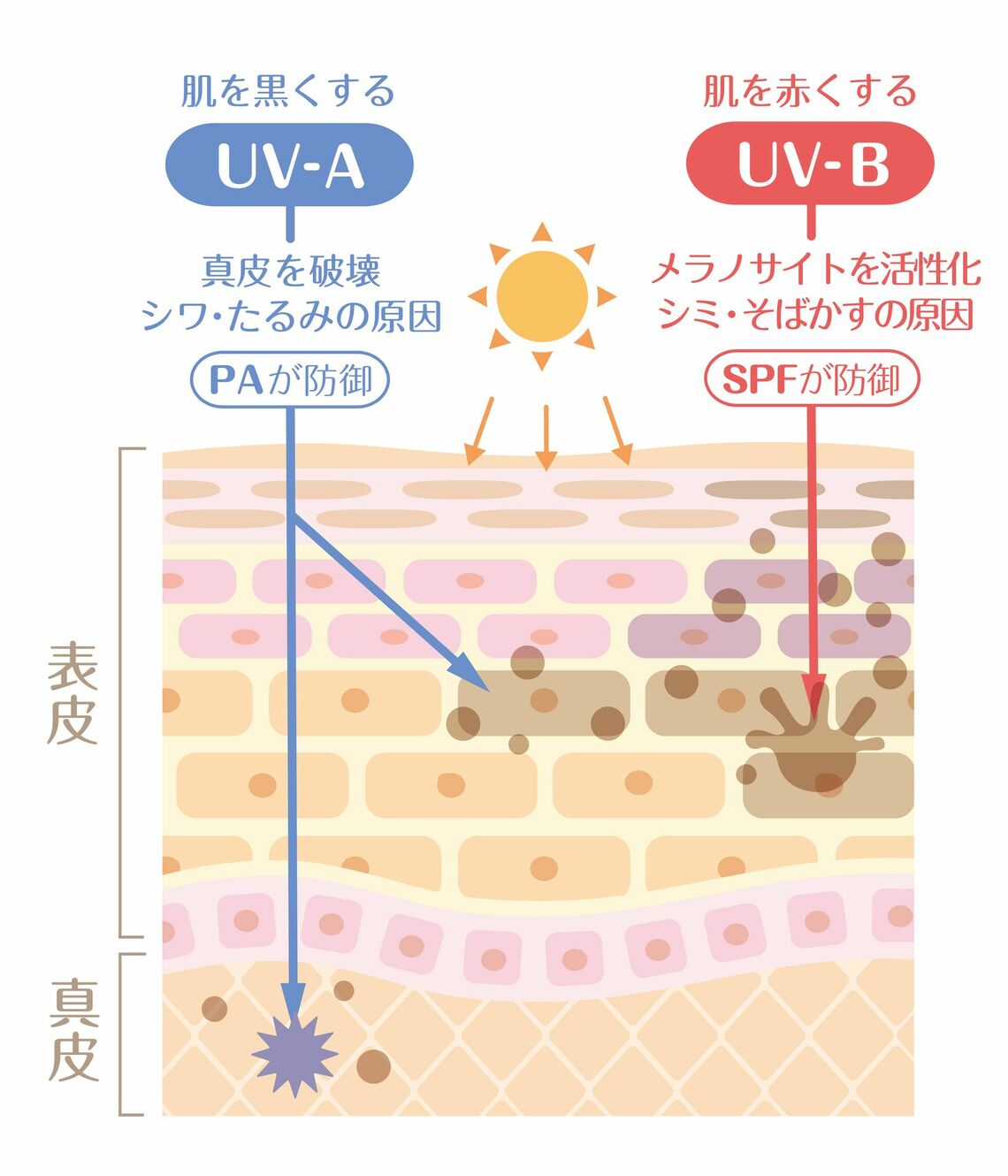 UVAとVUB（イラスト：マツキヨ ／PIXTA）