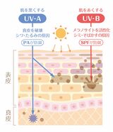 UVAとVUB（イラスト：マツキヨ ／PIXTA）