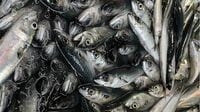 「海水温上昇で魚が獲れない」「外国漁船が悪い」という声もあるが…。九州でアジやサバが冷蔵庫に入りきらないほど"大漁"のなぜ